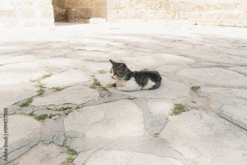 チュニジアのメディナにいる猫