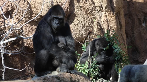 Baby Gorilla With Mama Gorilla And Tree Branch Gorilla