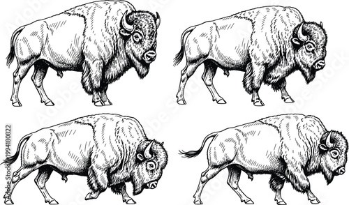 Black and White Sketch of Bison in Various Poses for Wildlife, Animal, and Nature Illustration