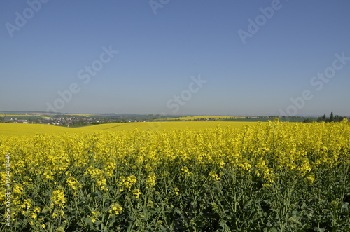 Rapeseed field with yellow flowers in the Czech countryside during spring. Bright blooming landscape with copy space, representing agriculture, oil production, and natural background. 