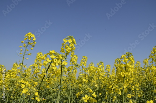 Rapeseed field with yellow flowers in the Czech countryside during spring. Bright blooming landscape with copy space, representing agriculture, oil production, and natural background. 