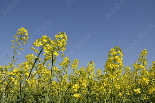Rapeseed field with yellow flowers in the Czech countryside during spring. Bright blooming landscape with copy space, representing agriculture, oil production, and natural background. 