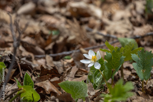 Close up view of an uncultivated Bloodroot (sanguinaria canadensis) wildflower blooming in a woodland ravine in early spring
