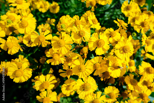 Yellow flowers of the daisy family. Close-up of a flowering plant.
