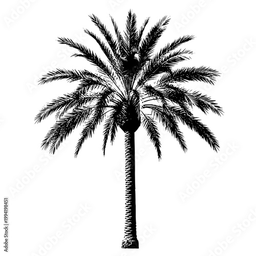Black palm tree vector illustration on white background