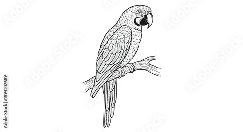 Line Art Drawing of a Macaw Parrot Perched on a Branch Animal Drawing