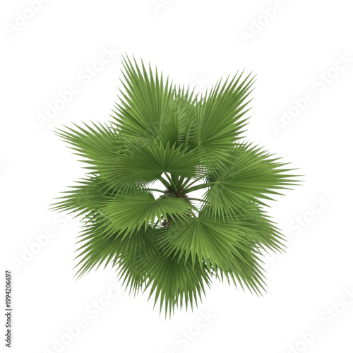 Top Down View of a Green Fan Palm Tree Isolated on White Background