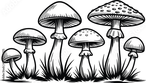 Mushroom, illustration set, hand drawn black and white vector collection of fungi organic autumn vegetarian food sketch style design.