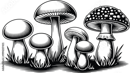 Mushroom, illustration set, vector sketch style fungi collection featuring detailed mushrooms for organic food autumn nature and botanical design.