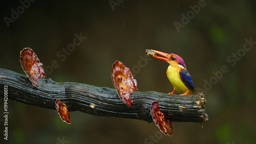 Photography Oriental Dwarf Kingfisher or ODKF bird perched on a branch