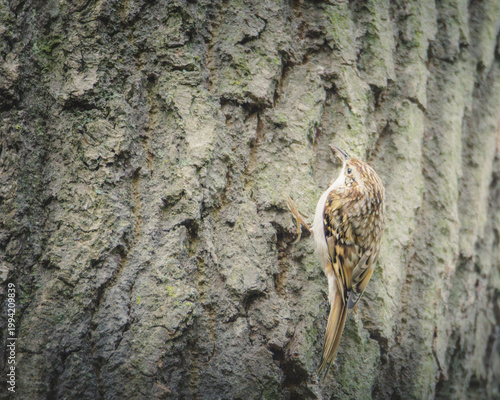 Treecreeper on Woodland Bark and creeping up a tree, Pow Hill Country Park, Country Durham