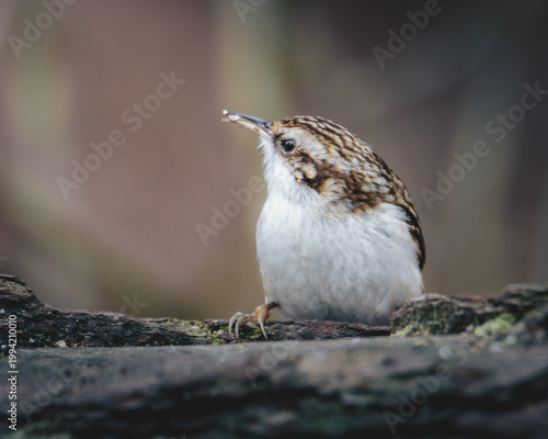 Treecreeper on Woodland Bark and creeping up a tree, Pow Hill Country Park, Country Durham