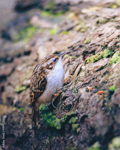 Treecreeper on Woodland Bark and creeping up a tree, Pow Hill Country Park, Country Durham