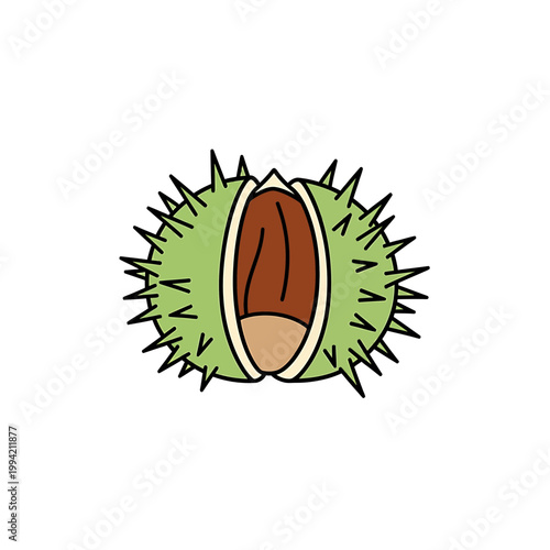 Vector illustration of a chestnut in a spiky green hull