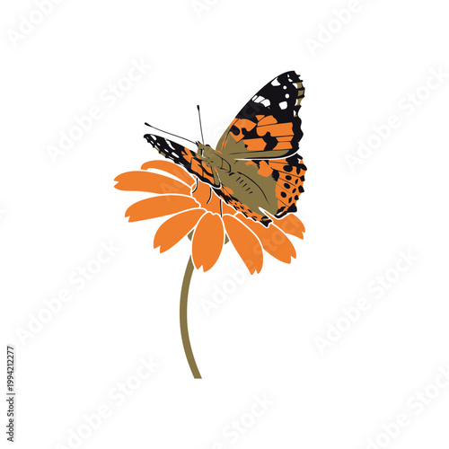 Butterfly on orange flower vector illustration isolated on white