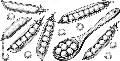 Vintage peas engraving vector set. Hand drawn pea pods and seeds with spoon illustration. Retro botanical food sketch for organic farming and packaging design.