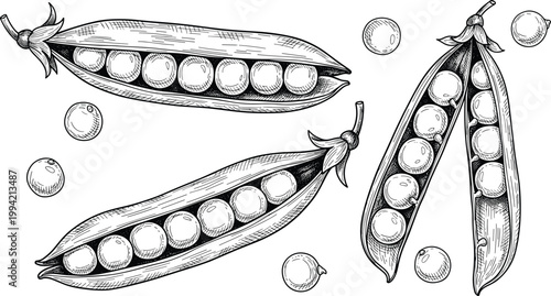 Vintage pea pods engraving vector set. Hand drawn open pea pods with scattered seeds illustration. Retro botanical agricultural sketch for organic food and farming design.