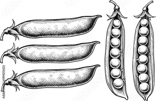 Vintage pea pods engraving vector set. Hand drawn whole and open pea pod illustration with seeds. Retro botanical agricultural sketch for organic food and farming design.