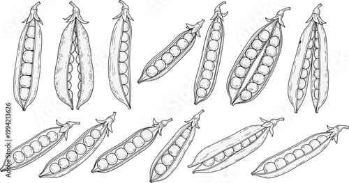 Vintage pea pods collection engraving vector. Hand drawn various pea pod shapes and stages illustration. Retro botanical agricultural sketch for organic food and farming design.