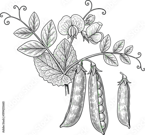 Vintage pea plant engraving vector. Hand drawn peas with leaves, flowers and pods illustration with label. Retro botanical sketch for agriculture and organic food design.