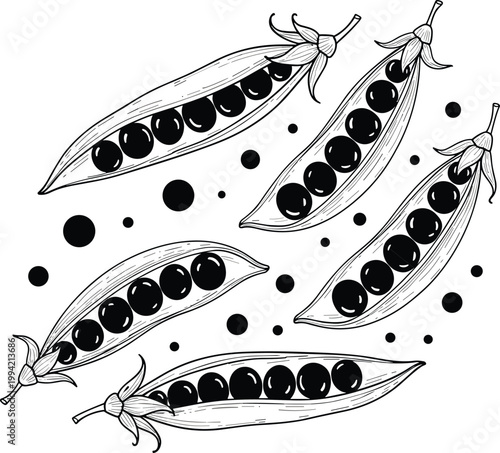 Vintage pea pods engraving vector set. Hand drawn peas inside open pods with decorative dots. Retro botanical food sketch for organic farming and packaging design.