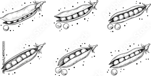 Vintage pea pods pattern engraving vector set. Hand drawn repeating pea pods with seeds illustration. Retro botanical food sketch for organic design and packaging use.