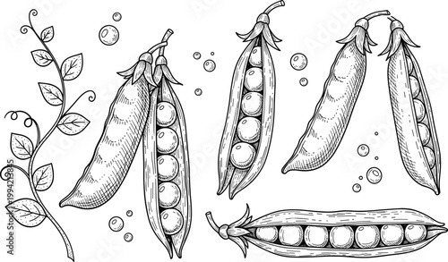 Vintage pea pods botanical engraving vector set. Hand drawn pea pods, seeds and plant branch illustration. Retro agricultural food sketch for organic farming and packaging design.