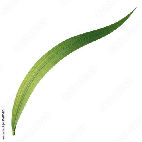 Fresh green rice plant leaf curved growth vector illustration flat design