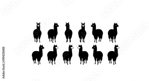 Llamas standing in a group with black silhouettes featuring animals, herd, animal icons with vector and illustration elements for nature, wildlife
