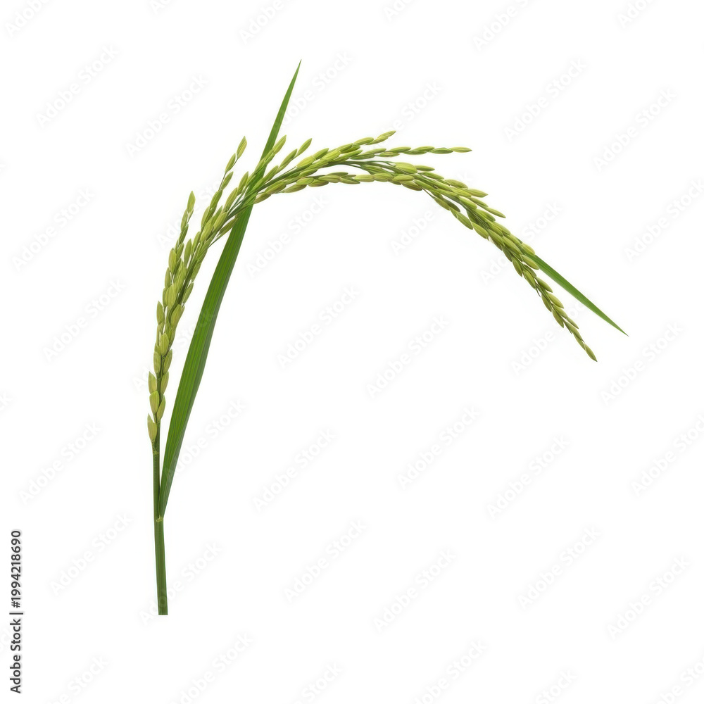 Obraz premium Fresh green rice plant sprouting growth agriculture vector illustration