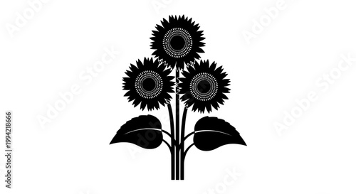Sunflowers illustration with three blooms and leaves in black and white featuring floral, nature, plants with botanical and drawing elements for