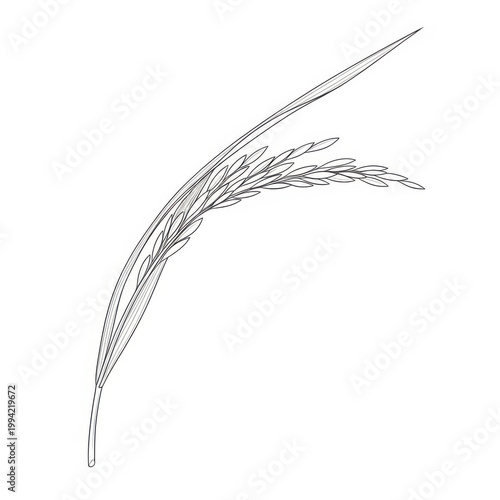 Golden rice plant stalk with grains bending vector illustration flat design