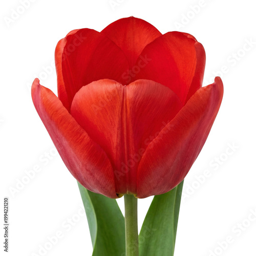red tulip isolated on white