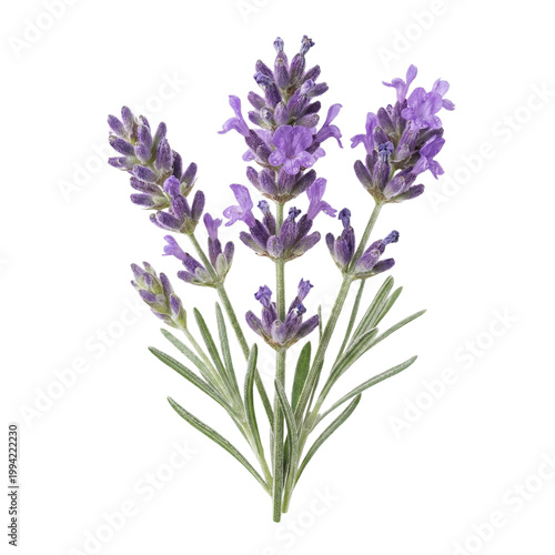 lavender flowers isolated on white