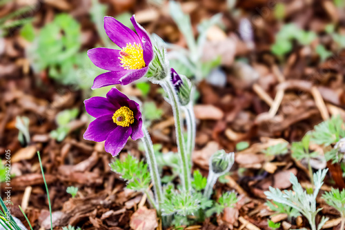 Konstfotografi Vibrant purple pasqueflowers bloom with bright yellow centers in spring garden