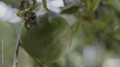 Pomelo Fruits Growing On A Tree In A Tropical Orchard, A video of pomelo fruits on a tree in a tropical, capturing fresh harvest beauty, perfect for food documentary and agricultural.