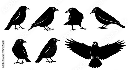 Bird icons set with silhouette wings spread, perched and walking views in high contrast for nature and design projects