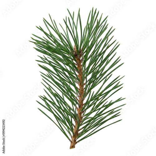 pine branch isolated on white background