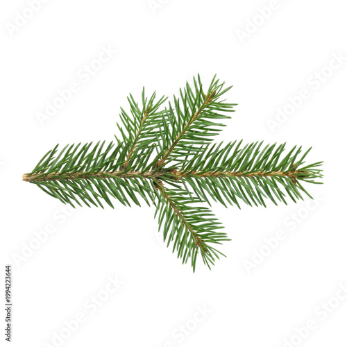 christmas tree branch with cones