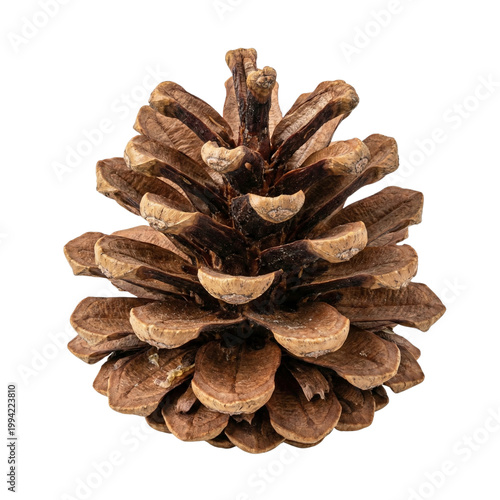 pine cone isolated on white background