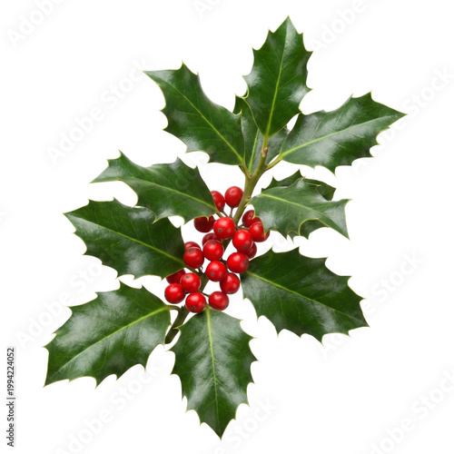 holly leaves and berries