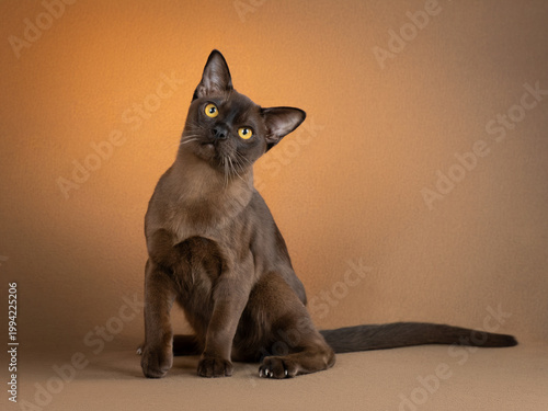 Fotografie Portrait of a Burmese cat