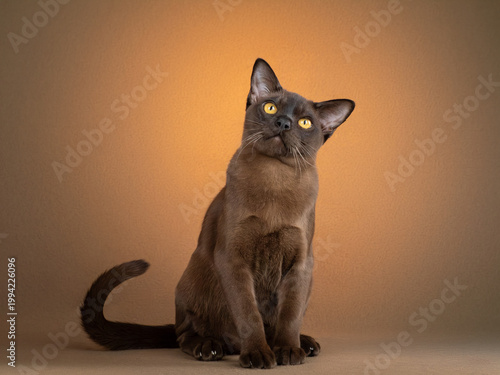 Obraz na płótnie Portrait of a Burmese cat