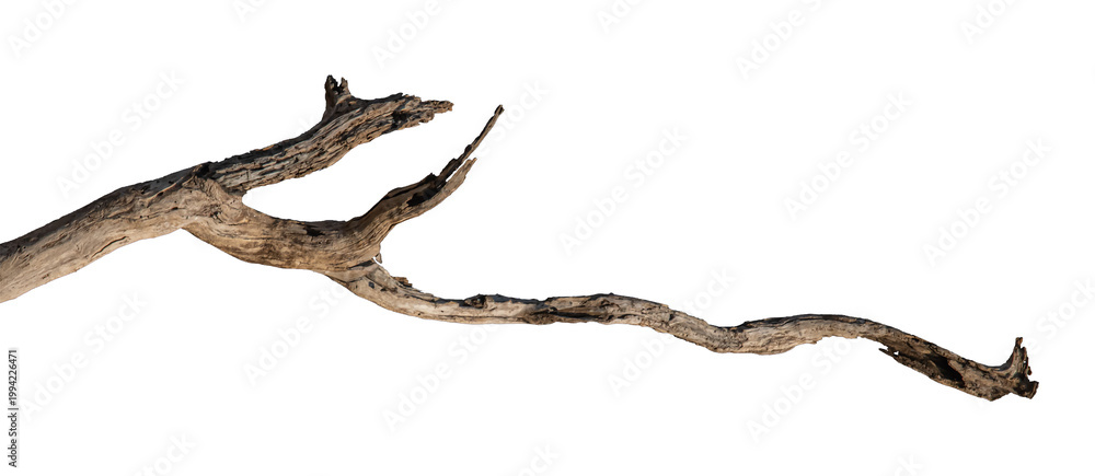 Fototapeta premium Dry branches isolated on a transparent background.