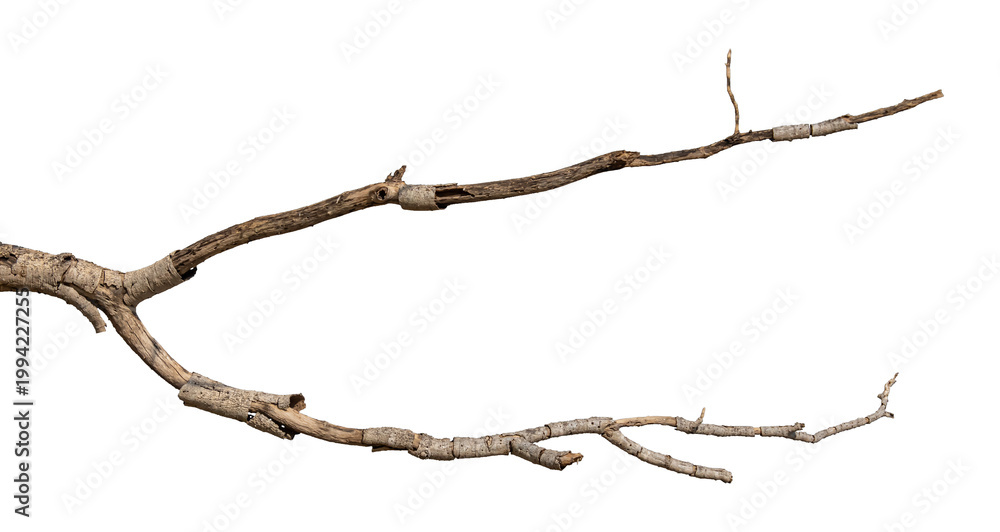 Fototapeta premium Dry branches isolated on a transparent background.