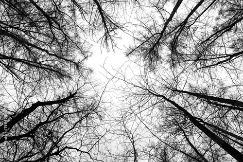 Bare tree canopy circular upward view against white sky in winter