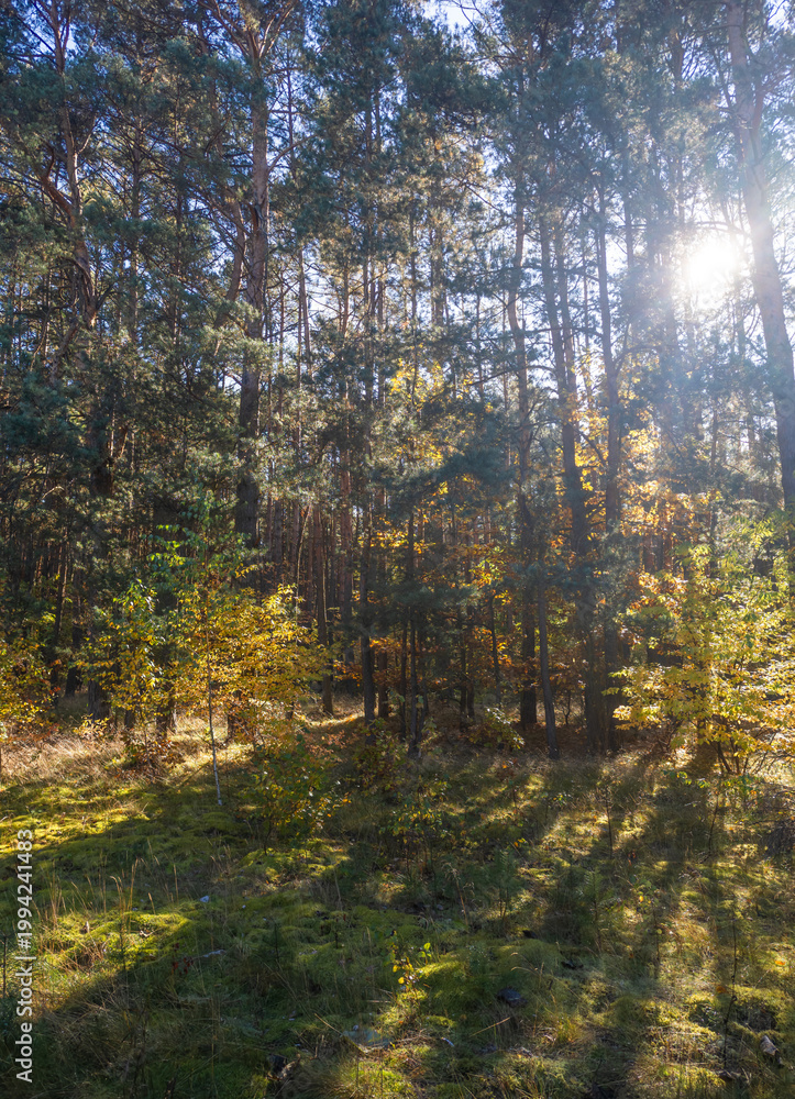 Fototapeta premium Promienie wschodzącego słońca za drzewami, spacery po lesie spojona sceneria