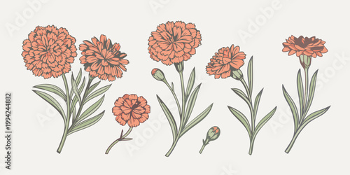 Vintage botanical illustration of vibrant orange and red carnation flowers