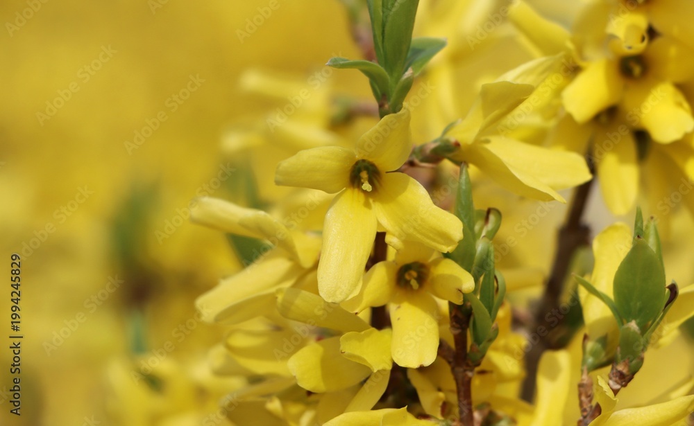 Obraz premium Beautiful nature background with blooming forsythia
