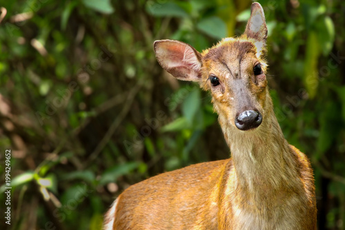 Closeup shot of a barking deer muntjac during a sudden encounter in natural forest habitat in Himachal Pradesh India during summer season.
